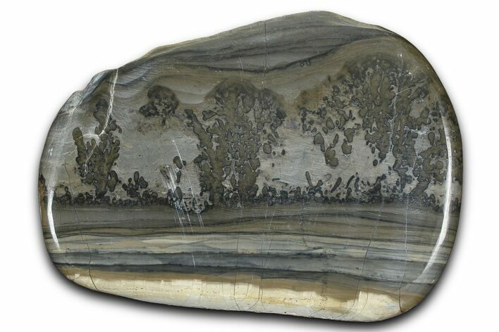 Triassic Aged Stromatolite Fossil - England #365720